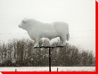 Angus Bull - Ste. Rose du Lac, Manitoba