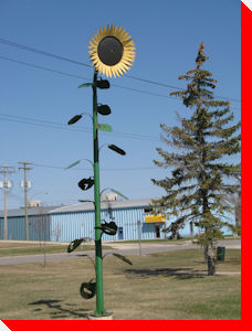 Sunflower - Altona, Manitoba
