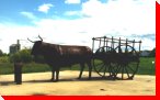 Ox and Cart - Aylesbury, Saskatchewan
