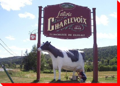 Cow - Baie-Saint-Paul, Quebec
