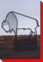 Wire Buffalo - Balgonie, Saskatchewan