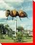 World's Largest Bee - Falher, Alberta