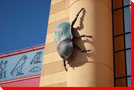 Beetle - Calgary, Alberta