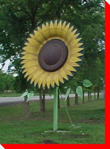 Black-Eyed Susan - Hughenden, Alberta