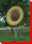 Black-Eyed Susan - Hughenden, Alberta