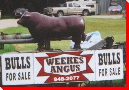 Angus Bull - Biggar, Saskatchewan
