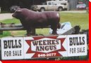 Angus Bull - Biggar, Saskatchewan
