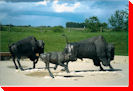 Wanuskewin Bison Run - Saskatoon, Saskatchewan