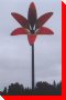 Lily - Balcarres, Saskatchewan