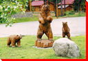 Grizzly Bears - Banff National Park, Alberta