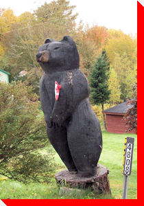 Black Bear - Bridgewater, Nova Scotia