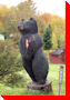 Black Bear - Bridgewater, Nova Scotia
