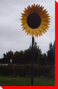 Sunflower - Balcarres, Saskatchewan
