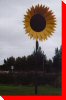 Sunflower - Balcarres, Saskatchewan