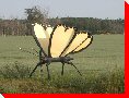 Butterfly - Pierceland, Saskatchewan