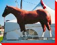 Horse - Calgary, Alberta