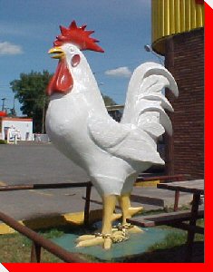 Rooster - Calgary, Alberta