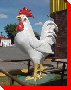Rooster - Calgary, Alberta