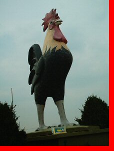 Rooster - Cambridge, Ontario