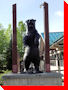 Black Bear - Canmore, Alberta