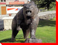 Gizzly Bear - Canmore, Alberta
