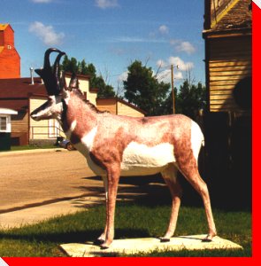 Pronghorn Antelope - Cereal, Alberta
