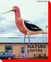 American Avocet - Chaplin, Saskatchewan