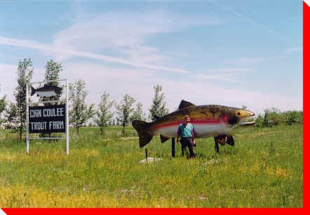 Trout - Chin, Alberta