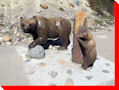 Bears - Columbia Icefield, Alberta