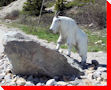 Mountain Goat - Columbia Icefield, Alberta