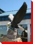 Bald Eagle - Coaldale, Alberta