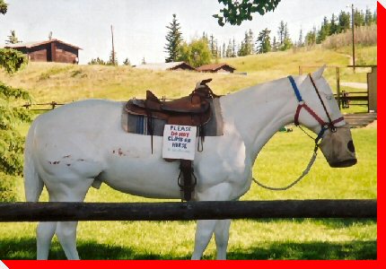 Horse - Cochrane, Alberta