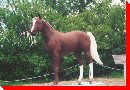 Racing Horse - Coronach, Saskatchewan