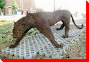 Cougar - Saskatoon, Saskatchewan
