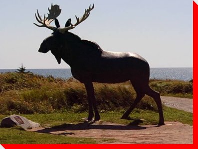 Moose - Cow Bay, Nova Scotia