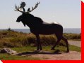 Moose - Cow Bay, Nova Scotia