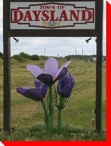 Crocuses - Daysland, Alberta
