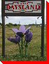 Crocuses - Daysland, Alberta