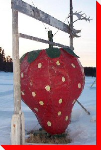 Strawberry - Deer Lake, Newfoundland