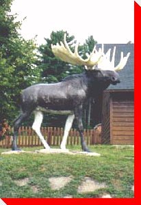 Bruce the Moose - Doaktown, New Brunswick