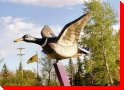 World's Largest Mallard Duck - Andrew, Alberta