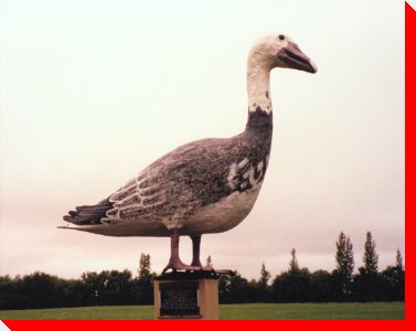 Cabrea the Snow Goose - Dunrea, Manitoba