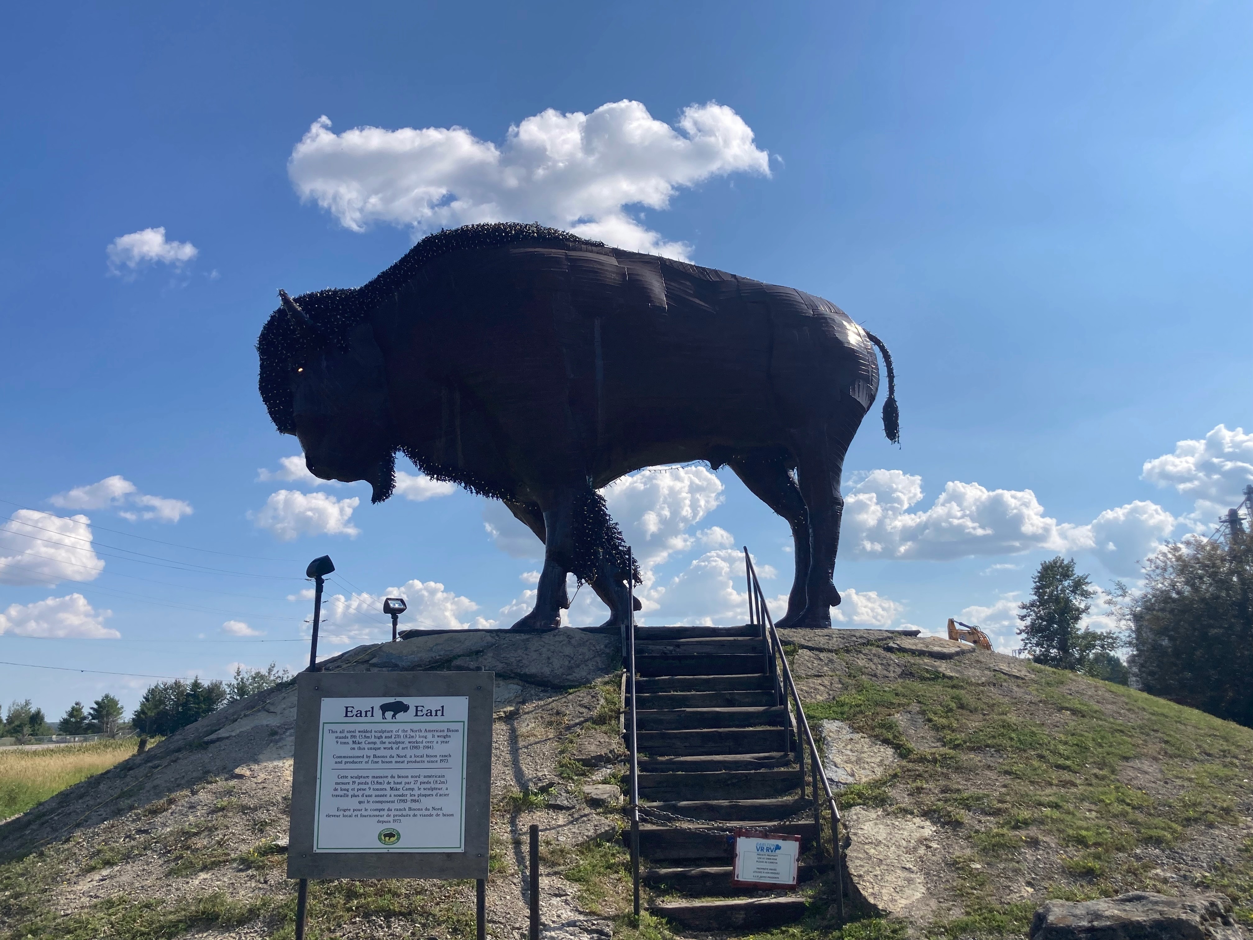 Bison - Earlton, Ontario