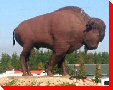 Manitou the Bison - Earlton, Ontario