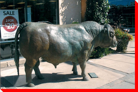 Bull - Edmonton, Alberta