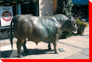 Bull - Edmonton, Alberta