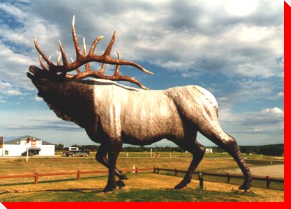Elk - Onanole, Manitoba