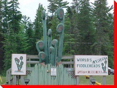 World's Largest Fiddleheads - Plaster Rock, New Brunswick