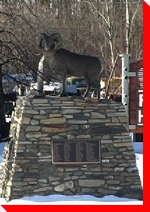 Big Horn Sheep - Fort Nelson, British Columbia