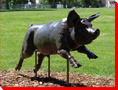 Francis the Pig - Red Deer, Alberta